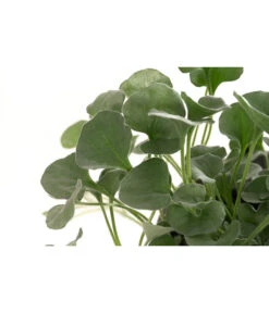 Beet- & Balkonpflanzen-Set Schattenbeet, 6-teilig -Deutschland Genussgarten Verkaufs-Shop 8809550 WE DE 001 DICHONDRA