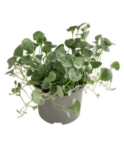 Beet- & Balkonpflanzen-Set Schattenbeet, 6-teilig -Deutschland Genussgarten Verkaufs-Shop 8809550 WE FS 002 DICHONDRA 1