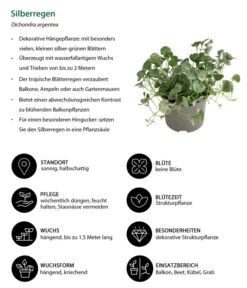 Silberregen -Deutschland Genussgarten Verkaufs-Shop 8809550 WE IG 001 Silberregen