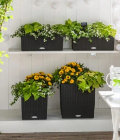 Schneeflockenblume -Deutschland Genussgarten Verkaufs-Shop 8809592 8824500 WE MO 001 SuteraSchneefloeckchenWeiss GC07 2022 01 1