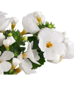 Schneeflockenblume -Deutschland Genussgarten Verkaufs-Shop 8809592 WE DE 002 SchneefloeckchenWeiss