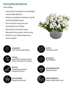 Schneeflockenblume -Deutschland Genussgarten Verkaufs-Shop 8809592 WE IG 001 Schneeflockenblume