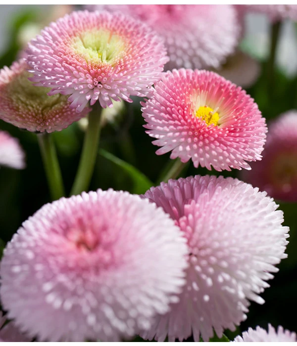 Beet- & Balkonpflanzen-Set Traum In Rosa, 6-teilig 7 Beet- & Balkonpflanzen-Set Traum In Rosa, 6-teilig – Bild 7