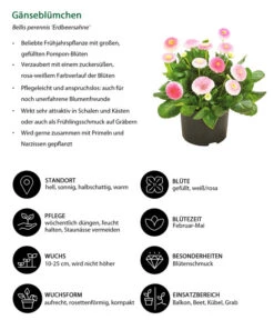 Gänseblümchen 'Erdbeersahne', Gefüllt 14 Gänseblümchen 'Erdbeersahne', Gefüllt -Deutschland Genussgarten Verkaufs-Shop 8809857 WE IG 001 Gaensebluemchen