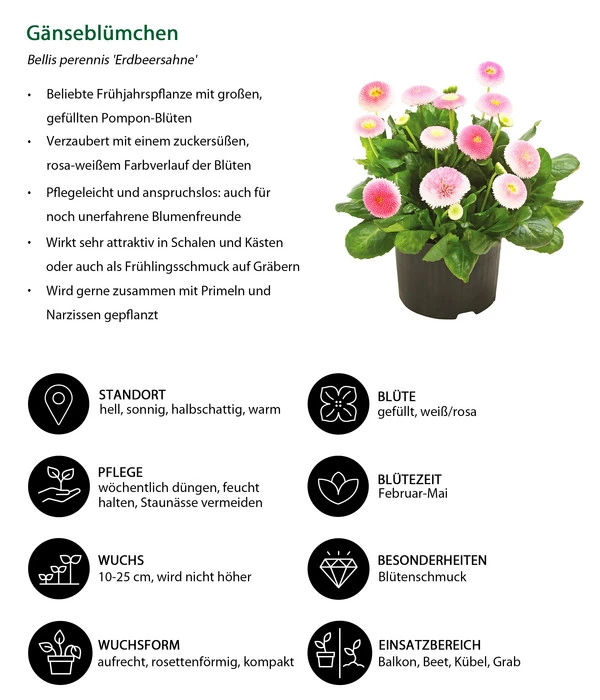 Gänseblümchen 'Erdbeersahne', Gefüllt 7 Gänseblümchen 'Erdbeersahne', Gefüllt – Bild 7