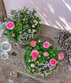 Gänseblümchen 'Erdbeersahne', Gefüllt 13 Gänseblümchen 'Erdbeersahne', Gefüllt -Deutschland Genussgarten Verkaufs-Shop 8809857 WE MO 001 FrueheFarbefuersZuhauseRosa