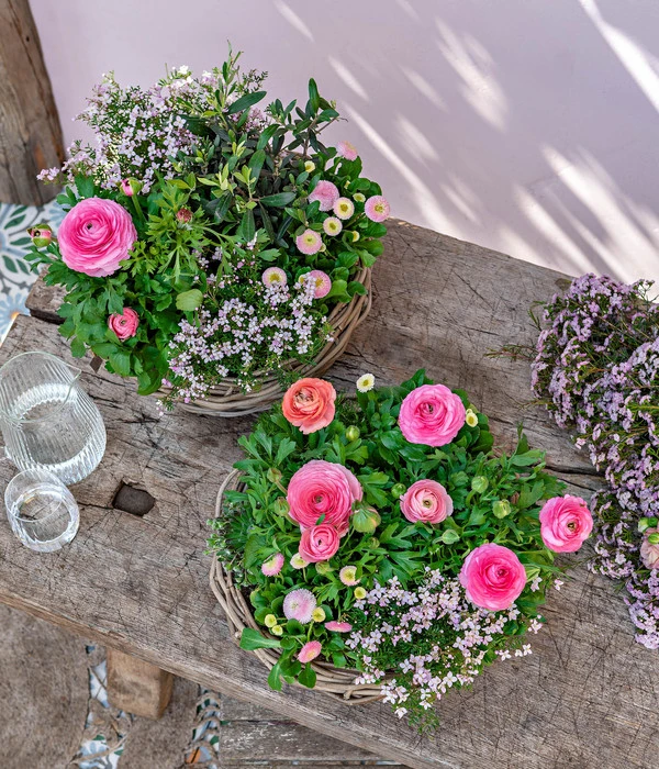 Gänseblümchen 'Erdbeersahne', Gefüllt 6 Gänseblümchen 'Erdbeersahne', Gefüllt – Bild 6