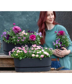 Gänseblümchen 'Erdbeersahne', Gefüllt 12 Gänseblümchen 'Erdbeersahne', Gefüllt -Deutschland Genussgarten Verkaufs-Shop 8809857 WE MO 001 FruehlingRosa