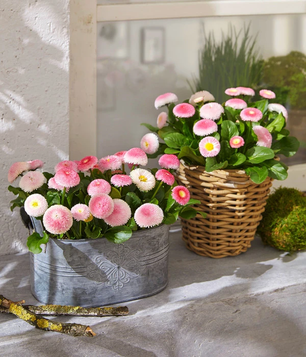 Gänseblümchen 'Erdbeersahne', Gefüllt 2 Gänseblümchen 'Erdbeersahne', Gefüllt – Bild 2