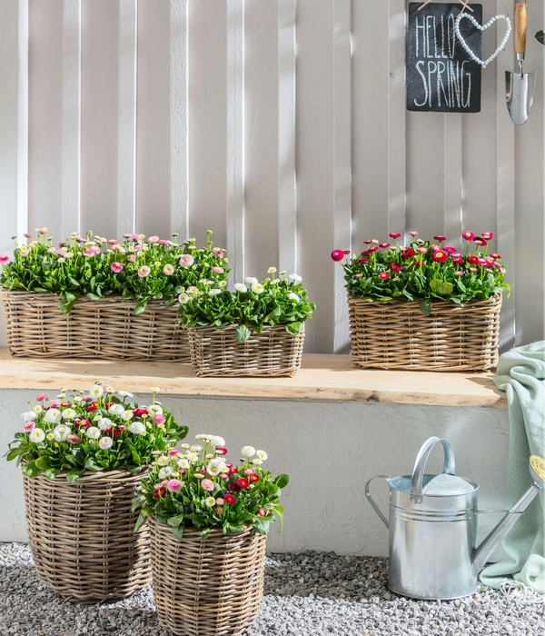 Gänseblümchen 'Erdbeersahne', Gefüllt 4 Gänseblümchen 'Erdbeersahne', Gefüllt – Bild 4