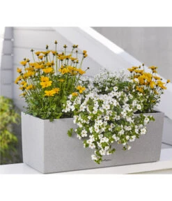 Schneeflockenblume -Deutschland Genussgarten Verkaufs-Shop 8810038 WE MO 001 BidensGoldenEmpireT12SuteraWeissT11EuphorbiaDiamondfrostT11 8809592 8823155 Renner