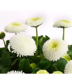 Beet- & Balkonpflanzen-Set Weißer Frühling, 6-teilig -Deutschland Genussgarten Verkaufs-Shop 8810079 PR DE 003 BellisGefuelltT11DehnerExpressHerzig