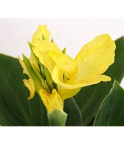 Indisches Blumenrohr, Verschiedene Sorten -Deutschland Genussgarten Verkaufs-Shop 8810384 PR DE 001 CannaBlumenrohrT12DehnerExpressHerzig