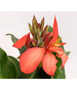 Indisches Blumenrohr, Verschiedene Sorten -Deutschland Genussgarten Verkaufs-Shop 8810384 PR DE 002 CannaBlumenrohrT12DehnerExpressHerzig