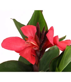 Indisches Blumenrohr, Verschiedene Sorten -Deutschland Genussgarten Verkaufs-Shop 8810384 PR DE 003 CannaBlumenrohrT12DehnerExpressHerzig