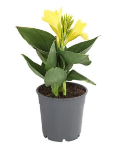 Indisches Blumenrohr, Verschiedene Sorten -Deutschland Genussgarten Verkaufs-Shop 8810384 PR FS 001 CannaBlumenrohrT12DehnerExpressHerzig