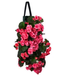 Wandhänger Mit Hängebegonien, Verschiedene Sorten -Deutschland Genussgarten Verkaufs-Shop 8810988 WE FS 001 HaengebegonieWandhaengerrosa