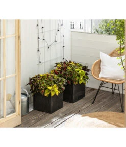 Buntnessel-Trio - Solenostemon Scutellarioides 5 Buntnessel-Trio - Solenostemon Scutellarioides -Deutschland Genussgarten Verkaufs-Shop 8811127 WE MO 001 SolenostemonBuntnesselT13 BestOf 2022 Header Querformt