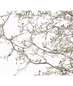 Zickzackstrauch -Deutschland Genussgarten Verkaufs-Shop 8811184 WE DE 001 CorokiaCotoneasterZickzackstrauchT12DehnerExpressHerzig