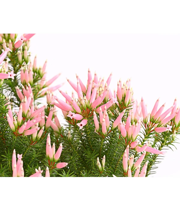 Wachsheide 2 Wachsheide – Bild 2