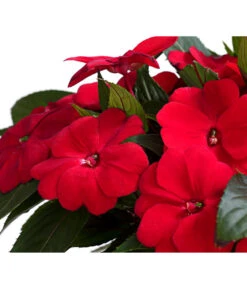 Beet- & Balkonpflanzen-Set Schattenbeet, 6-teilig -Deutschland Genussgarten Verkaufs-Shop 8814634 WE DE 003 EdellieschenImpatiensNeuguineaT12DehnerExpressHerzig