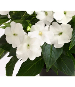 Beet- & Balkonpflanzen-Set Schattenbeet, 6-teilig -Deutschland Genussgarten Verkaufs-Shop 8814634 WE DE 004 EdellieschenImpatiensNeuguineaT12DehnerExpressHerzig