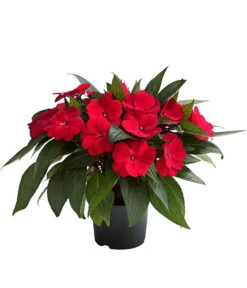 Beet- & Balkonpflanzen-Set Schattenbeet, 6-teilig -Deutschland Genussgarten Verkaufs-Shop 8814634 WE FS 003 EdellieschenImpatiensNeuguineaT12DehnerExpressHerzig