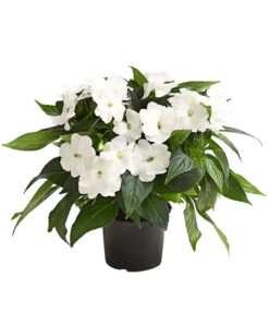 Beet- & Balkonpflanzen-Set Schattenbeet, 6-teilig -Deutschland Genussgarten Verkaufs-Shop 8814634 WE FS 004 EdellieschenImpatiensNeuguineaT12DehnerExpressHerzig