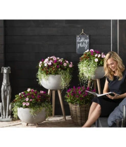 Silberregen -Deutschland Genussgarten Verkaufs-Shop 8814634 WE MO 003 ImpatiensNeuGuineaDichondraCelosiaVenezuela2021GC15