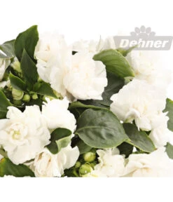 Fleißiges Lieschen, Gefüllt, Verschiedene Farben -Deutschland Genussgarten Verkaufs-Shop 8814659 WE DE 001 ImpatiensWallerianaGefuelltWeissDehnerExpressHerzig