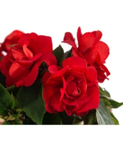 Fleißiges Lieschen, Gefüllt, Verschiedene Farben -Deutschland Genussgarten Verkaufs-Shop 8814659 WE DE 002 ImpatiensWallGefT12