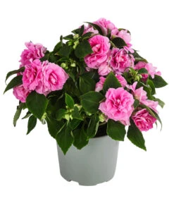 Fleißiges Lieschen, Gefüllt, Verschiedene Farben -Deutschland Genussgarten Verkaufs-Shop 8814659 WE FS 001 ImpatiensWallGefT12