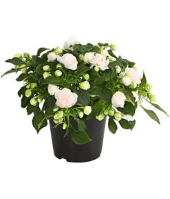 Fleißiges Lieschen, Gefüllt, Verschiedene Farben -Deutschland Genussgarten Verkaufs-Shop 8814659 WE FS 014 FleissigesLieschenGefuelltImpatiensWallerianaT12