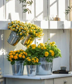 Beet- & Balkonpflanzen-Set Gelber Frühling, 6-teilig -Deutschland Genussgarten Verkaufs-Shop 8815011 8808214 8806606 WE MO 001 RanunkelHornveilchenRosenprimel