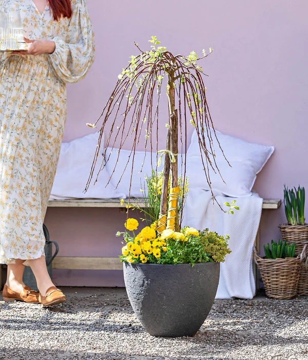 Dehner Gourmet Garten Zitronen-Thymian 4 Dehner Gourmet Garten Zitronen-Thymian – Bild 4