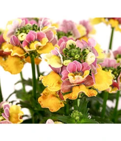 Elfenspiegel, Verschiedene Sorten -Deutschland Genussgarten Verkaufs-Shop 8815888 PR DE 001 NemesiaElfenspiegelT11DehnerExpressHerzig