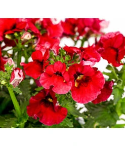 Elfenspiegel, Verschiedene Sorten -Deutschland Genussgarten Verkaufs-Shop 8815888 PR DE 004 NemesiaElfenspiegelT11DehnerExpressHerzig