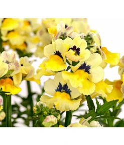 Elfenspiegel, Verschiedene Sorten -Deutschland Genussgarten Verkaufs-Shop 8815888 PR DE 005 NemesiaElfenspiegelT11DehnerExpressHerzig