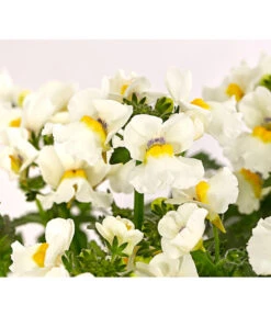 Elfenspiegel, Verschiedene Sorten -Deutschland Genussgarten Verkaufs-Shop 8815888 PR DE 006 NemesiaElfenspiegelT11DehnerExpressHerzig