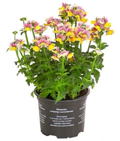Elfenspiegel, Verschiedene Sorten -Deutschland Genussgarten Verkaufs-Shop 8815888 PR FS 001 NemesiaElfenspiegelT11DehnerExpressHerzig