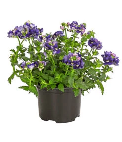 Elfenspiegel, Verschiedene Sorten -Deutschland Genussgarten Verkaufs-Shop 8815888 PR FS 002 NemesiaElfenspiegelT11DehnerExpressHerzig