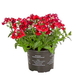 Elfenspiegel, Verschiedene Sorten -Deutschland Genussgarten Verkaufs-Shop 8815888 PR FS 004 NemesiaElfenspiegelT11DehnerExpressHerzig