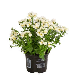 Elfenspiegel, Verschiedene Sorten -Deutschland Genussgarten Verkaufs-Shop 8815888 PR FS 006 NemesiaElfenspiegelT11DehnerExpressHerzig