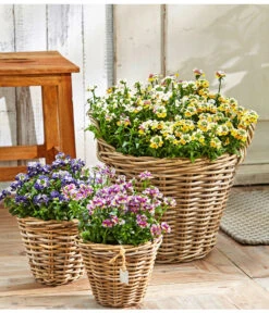 Elfenspiegel, Verschiedene Sorten -Deutschland Genussgarten Verkaufs-Shop 8815888 PR MO 001 NemesiaBL18NeuUveSauer