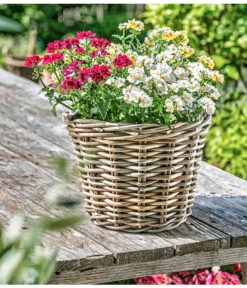 Elfenspiegel, Verschiedene Sorten -Deutschland Genussgarten Verkaufs-Shop 8815888 PR MO 014 NemesiaElfenspiegelherzig