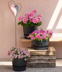 Eisenkraut 'Knutschfleck', Verschiedene Sorten -Deutschland Genussgarten Verkaufs-Shop 8815938 6769020 6714232 8811580 8818445 WE MO 001 MHPRosenaugeKnutschfleck