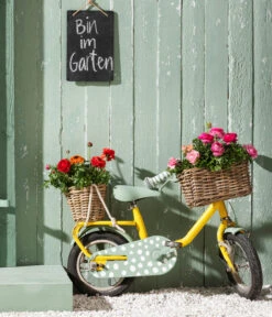 Ranunkel-Duo 6 Ranunkel-Duo -Deutschland Genussgarten Verkaufs-Shop 8817355 8823098 WE MO 013 RanunkelnHahnenfussRanunculusAsiaticusT11