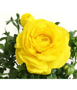 Beet- & Balkonpflanzen-Set Gelber Frühling, 6-teilig -Deutschland Genussgarten Verkaufs-Shop 8817355 PR DE 002 RanunkelnT11DehnerExpressHerzig