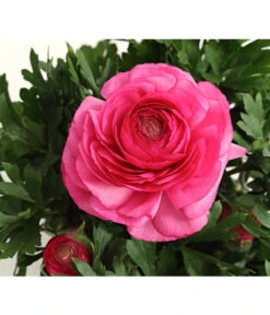 Beet- & Balkonpflanzen-Set Rosa Frühling, 6-teilig -Deutschland Genussgarten Verkaufs-Shop 8817355 PR DE 004 RanunkelnT11DehnerExpressHerzig