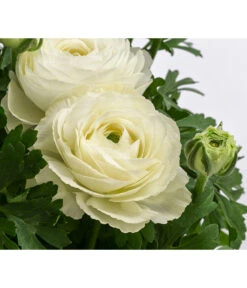 Beet- & Balkonpflanzen-Set Weißer Frühling, 6-teilig -Deutschland Genussgarten Verkaufs-Shop 8817355 WE DE 001 RanunkelnT11Weiss